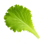 Lettuce